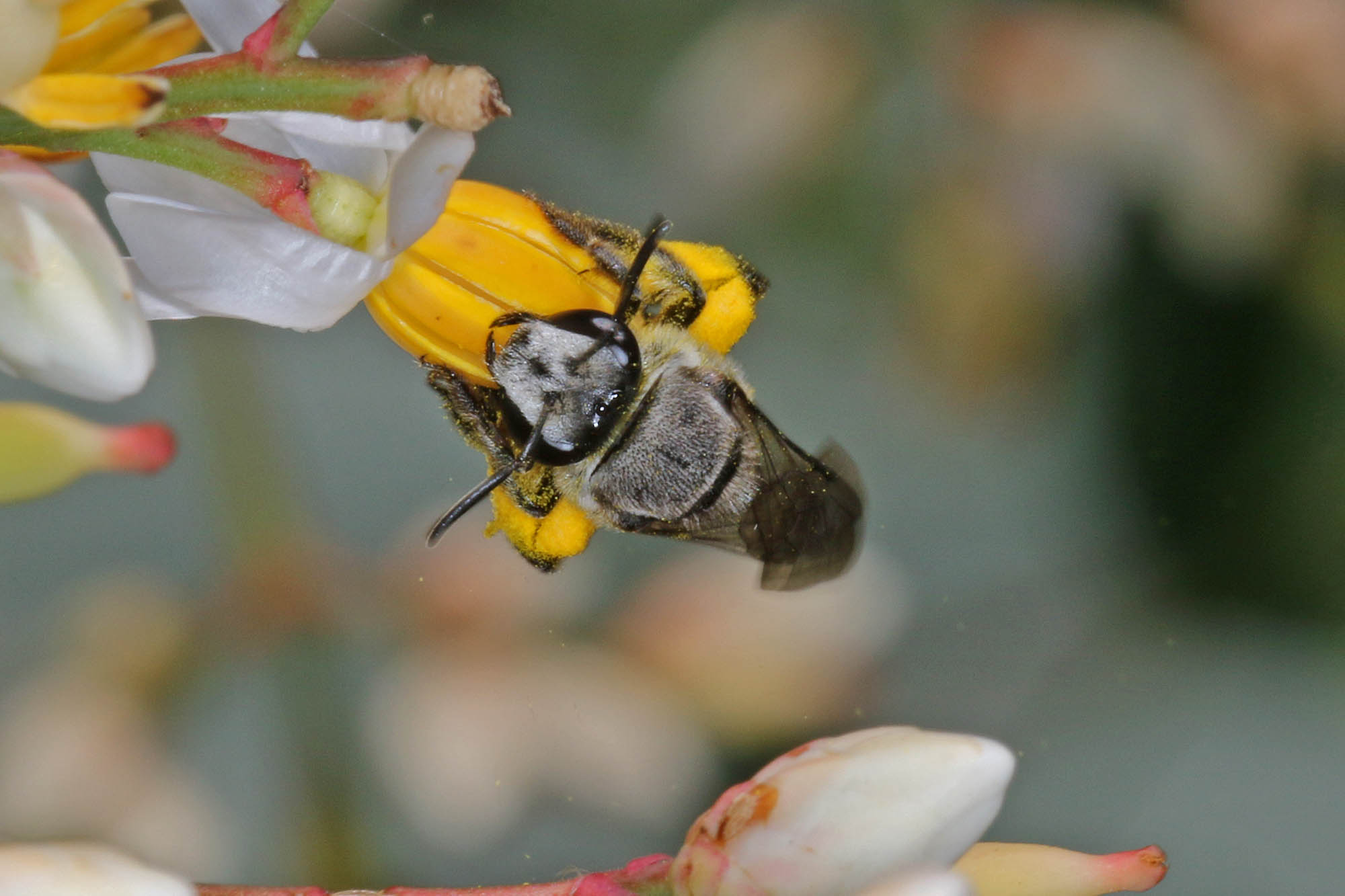 Lipotriches muscosa on Nandina, Ballandean QLD © Marc Newman