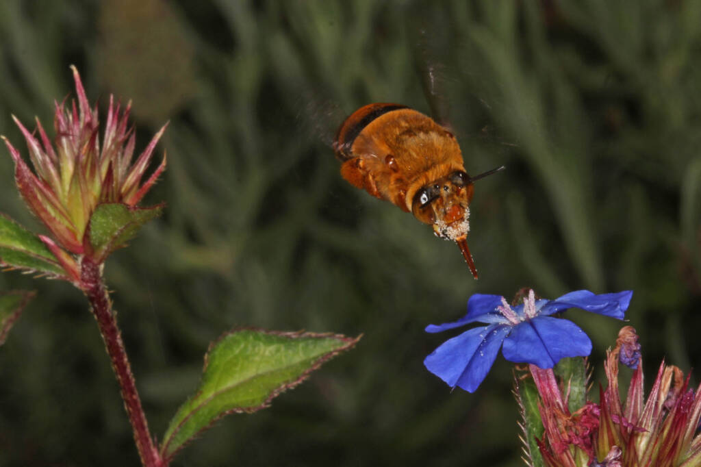 Amegilla (Asaropoda) bombiformis (Teddy Bear Bee) © Marc Newman