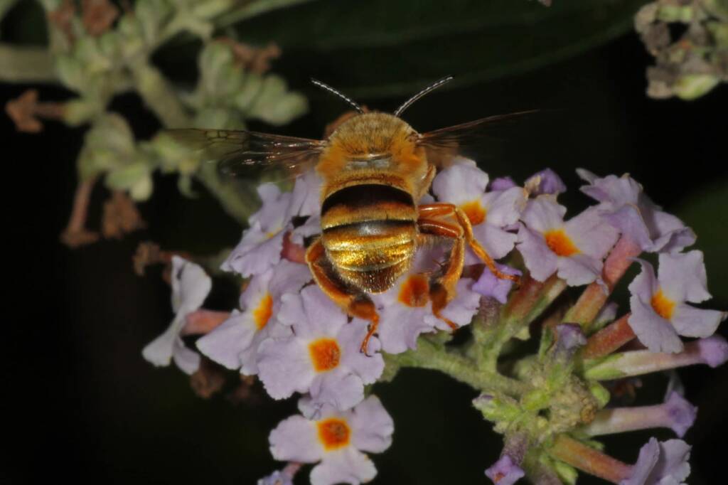 Amegilla (Asaropoda) bombiformis (Teddy Bear Bee) © Marc Newman