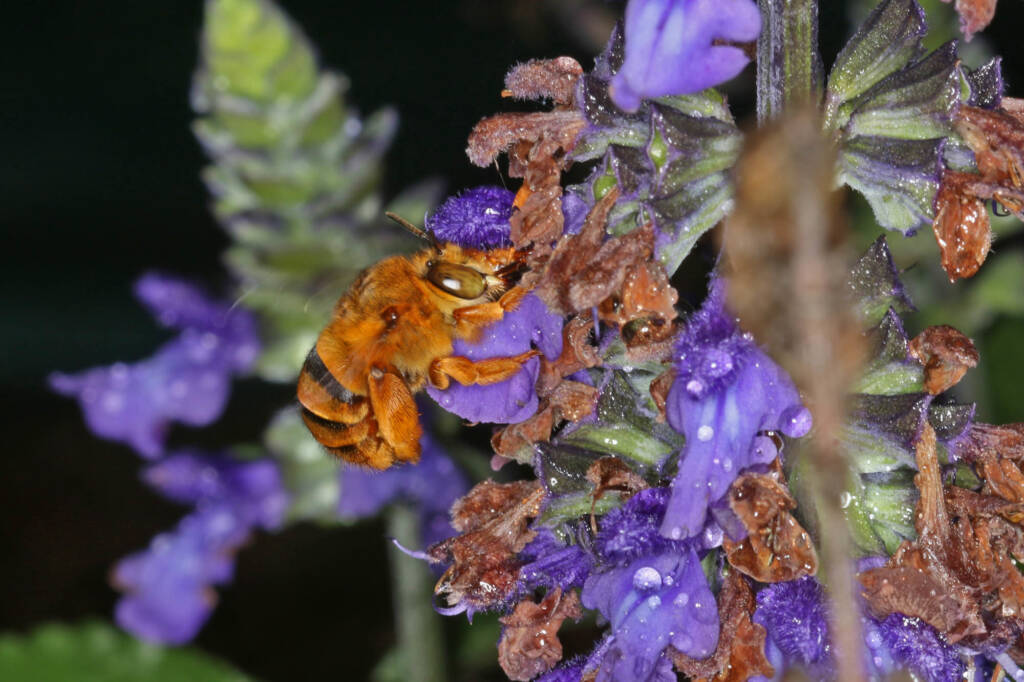 Amegilla (Asaropoda) bombiformis (Teddy Bear Bee) © Marc Newman
