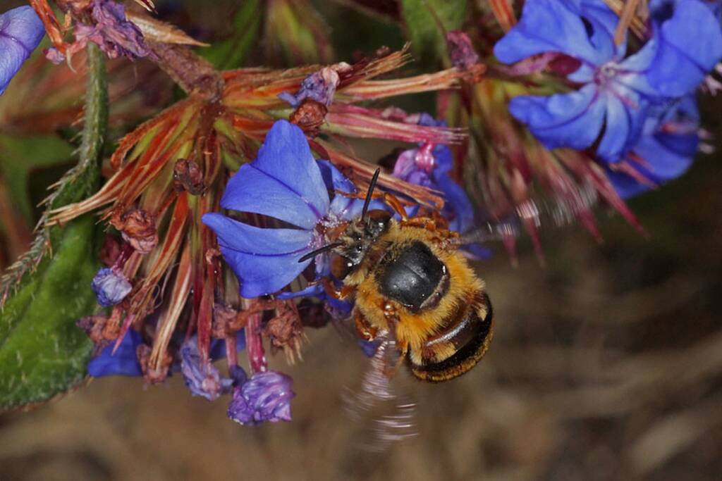 Amegilla (Asaropoda) bombiformis (Teddy Bear Bee) © Marc Newman