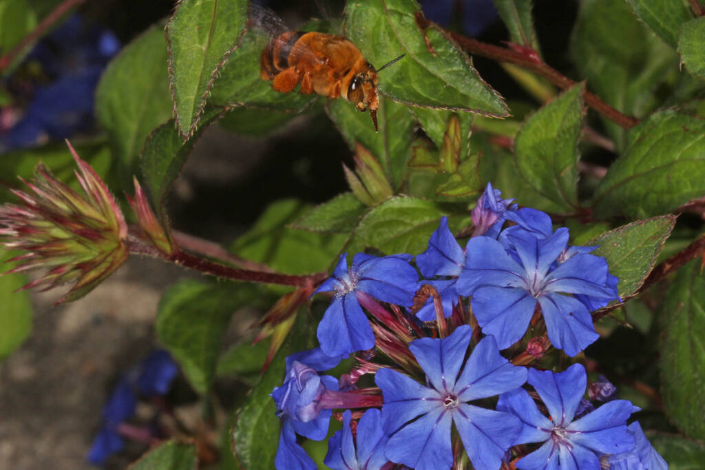 Amegilla (Asaropoda) bombiformis (Teddy Bear Bee) on Chinese Plumbago © Marc Newman