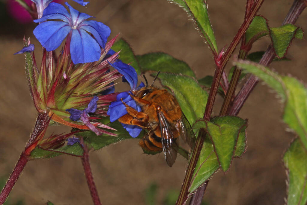 Amegilla (Asaropoda) bombiformis (Teddy Bear Bee) on Chinese Plumbago © Marc Newman
