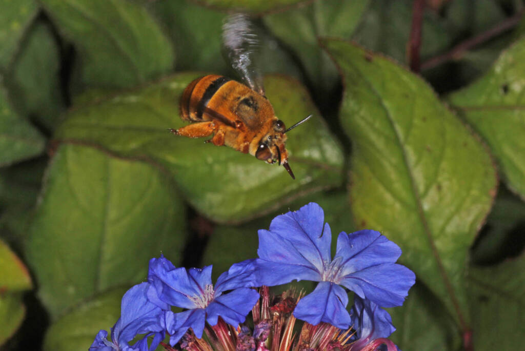 Amegilla (Asaropoda) bombiformis (Teddy Bear Bee) on Chinese Plumbago © Marc Newman