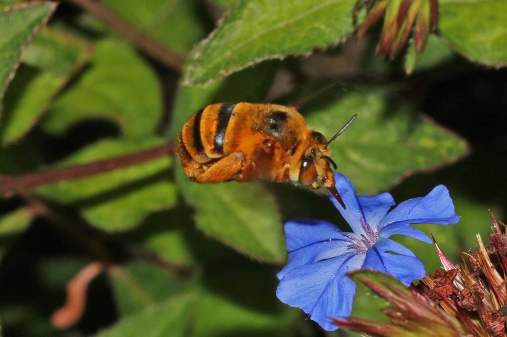 Amegilla (Asaropoda) bombiformis (Teddy Bear Bee) on Chinese Plumbago © Marc Newman