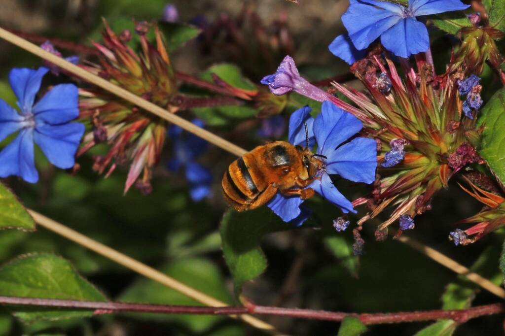Amegilla (Asaropoda) bombiformis (Teddy Bear Bee) on Chinese Plumbago © Marc Newman