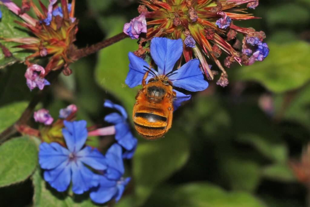 Amegilla (Asaropoda) bombiformis (Teddy Bear Bee) on Chinese Plumbago © Marc Newman