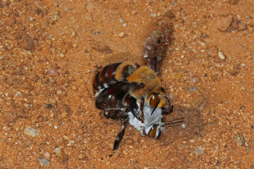 Dawson's Burrowing Bees, Amegilla (Asaropoda) dawsoni Babbage Island, Carnarvon, WA © Marc Newman