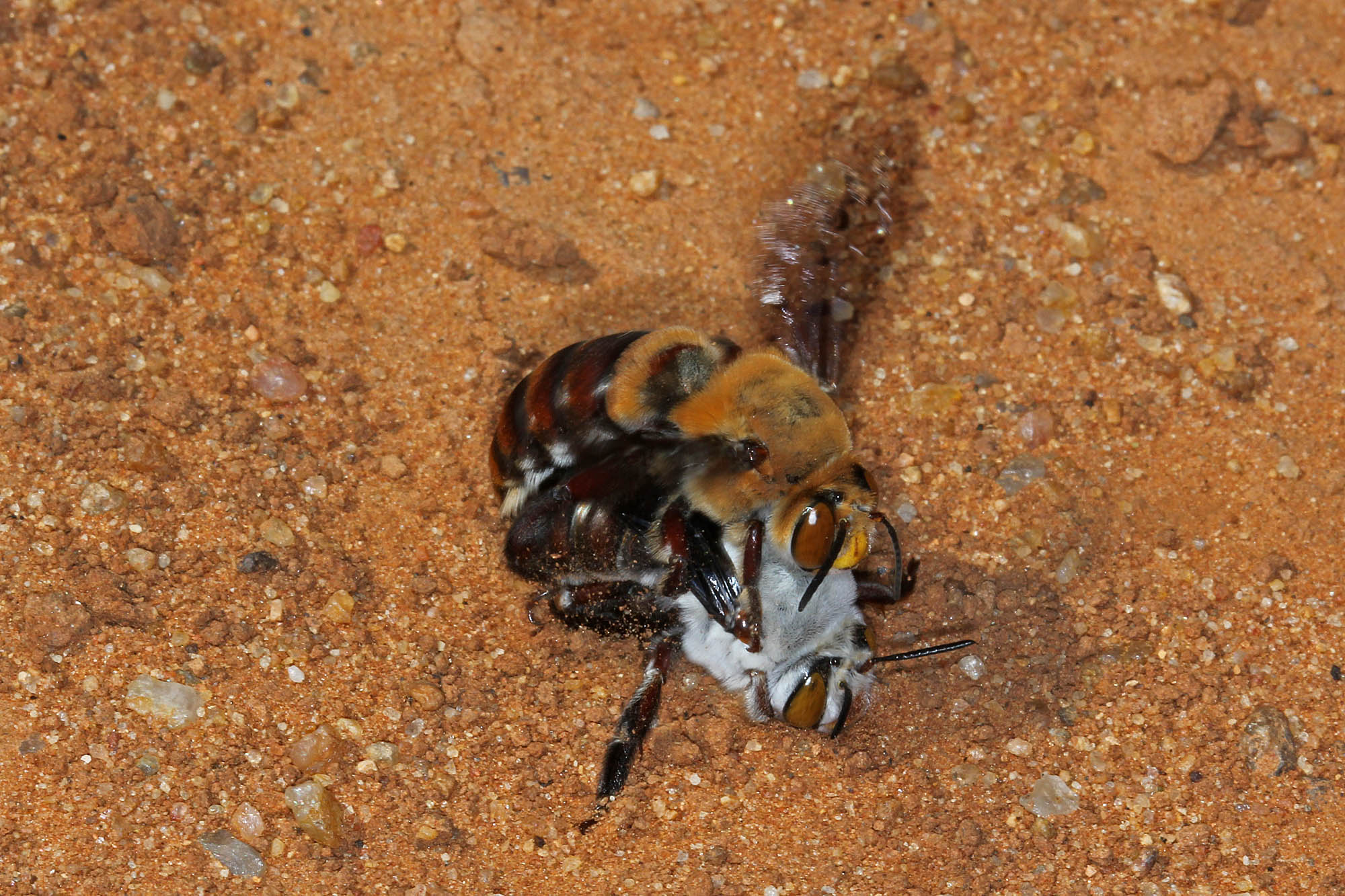 Dawson's Burrowing Bees, Amegilla (Asaropoda) dawsoni Babbage Island, Carnarvon, WA © Marc Newman