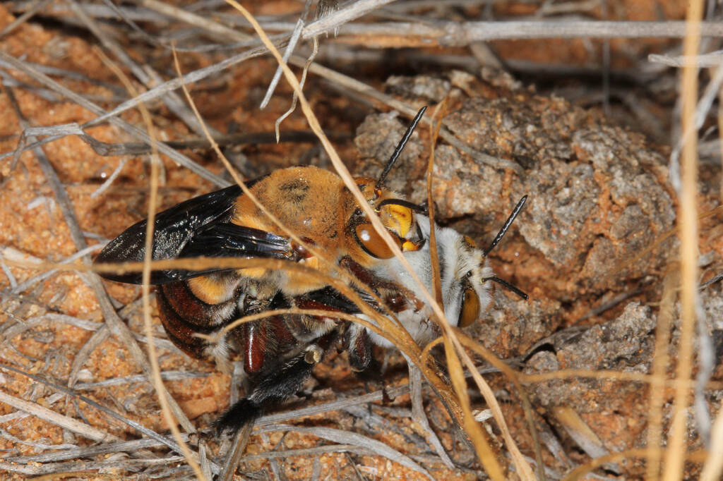 Dawson's Burrowing Bees, Amegilla (Asaropoda) dawsoni Babbage Island, Carnarvon, WA © Marc Newman