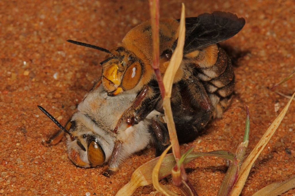 Dawson's Burrowing Bees, Amegilla (Asaropoda) dawsoni Babbage Island, Carnarvon, WA © Marc Newman