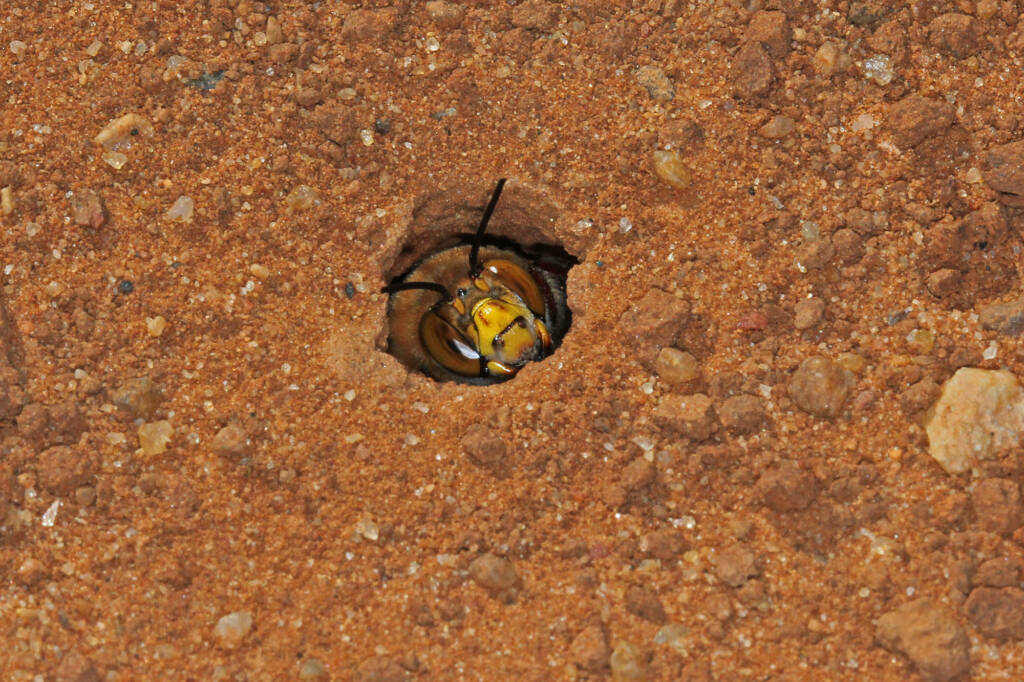Dawson's Burrowing Bee, Amegilla (Asaropoda) dawsoni Babbage Island, Carnarvon, WA © Marc Newman