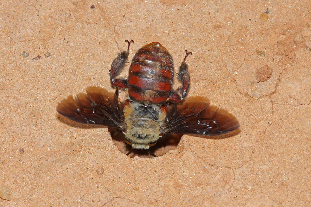 Male Dawson's Burrowing Bee, Amegilla (Asaropoda) dawsoni Babbage Island, Carnarvon, WA © Marc Newman