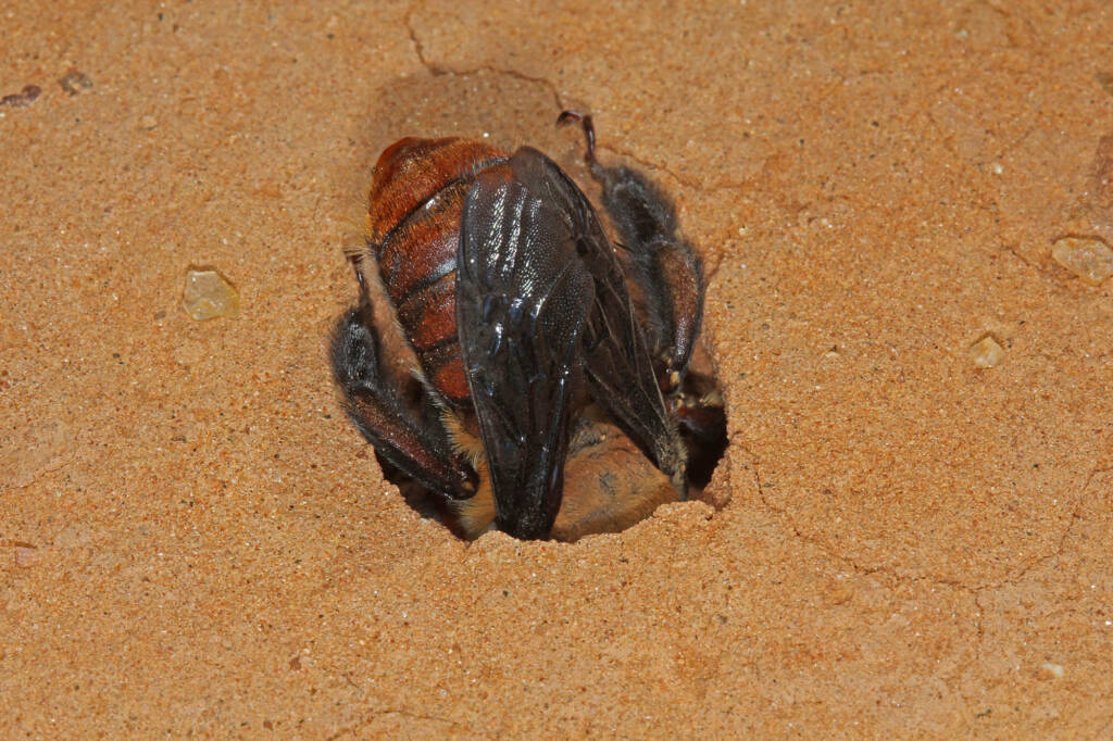 Male Dawson's Burrowing Bee, Amegilla (Asaropoda) dawsoni Babbage Island, Carnarvon, WA © Marc Newman