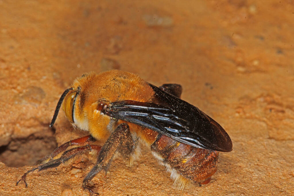 Dawson's Burrowing Bees, Amegilla (Asaropoda) dawsoni Babbage Island, Carnarvon, WA © Marc Newman