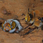 Dawson's Burrowing Bees, Amegilla (Asaropoda) dawsoni Babbage Island, Carnarvon, WA © Marc Newman