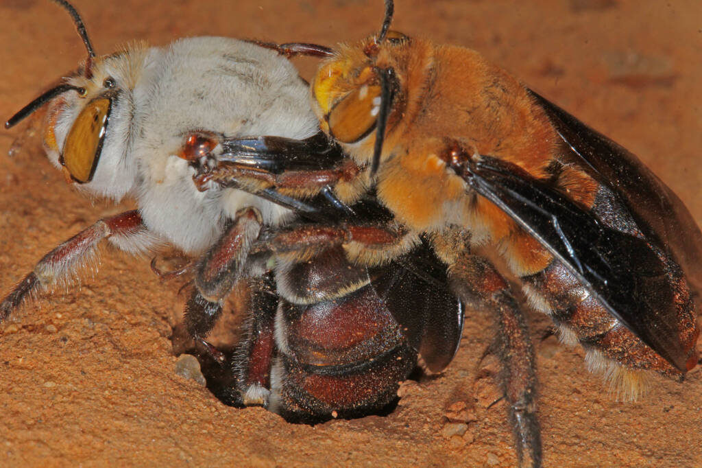 Dawson's Burrowing Bees, Amegilla (Asaropoda) dawsoni Babbage Island, Carnarvon, WA © Marc Newman