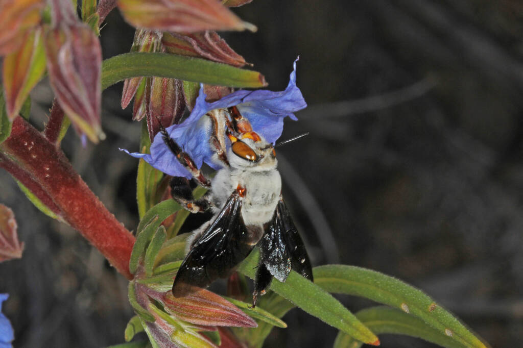 Female Dawson's Burrowing Bee, Amegilla (Asaropoda) dawsoni on Trichodesma zeylanicum © Marc Newman