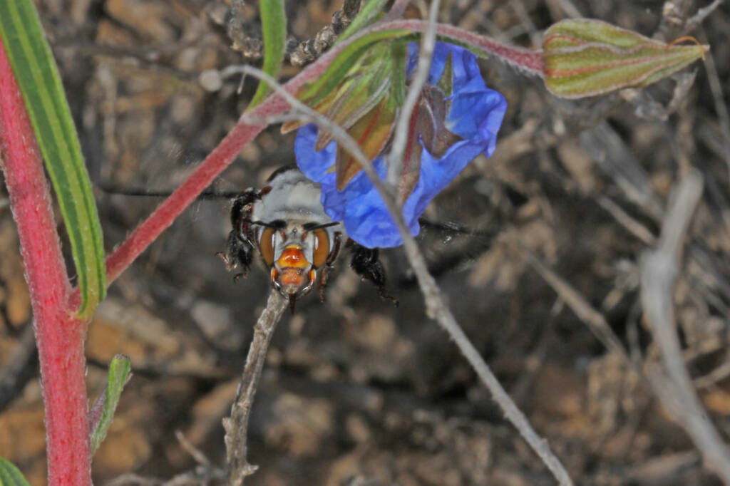 Female Dawson's Burrowing Bee, Amegilla (Asaropoda) dawsoni on Trichodesma zeylanicum © Marc Newman