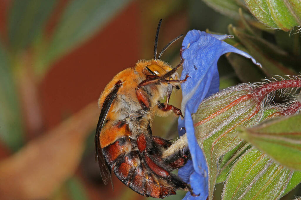 Female Dawson's Burrowing Bee, Amegilla (Asaropoda) dawsoni on Trichodesma zeylanicum © Marc Newman