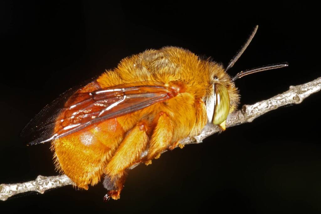 Amegilla (Asaropoda) rhodoscymna (Red Singer), Ballandean QLD © Marc Newman