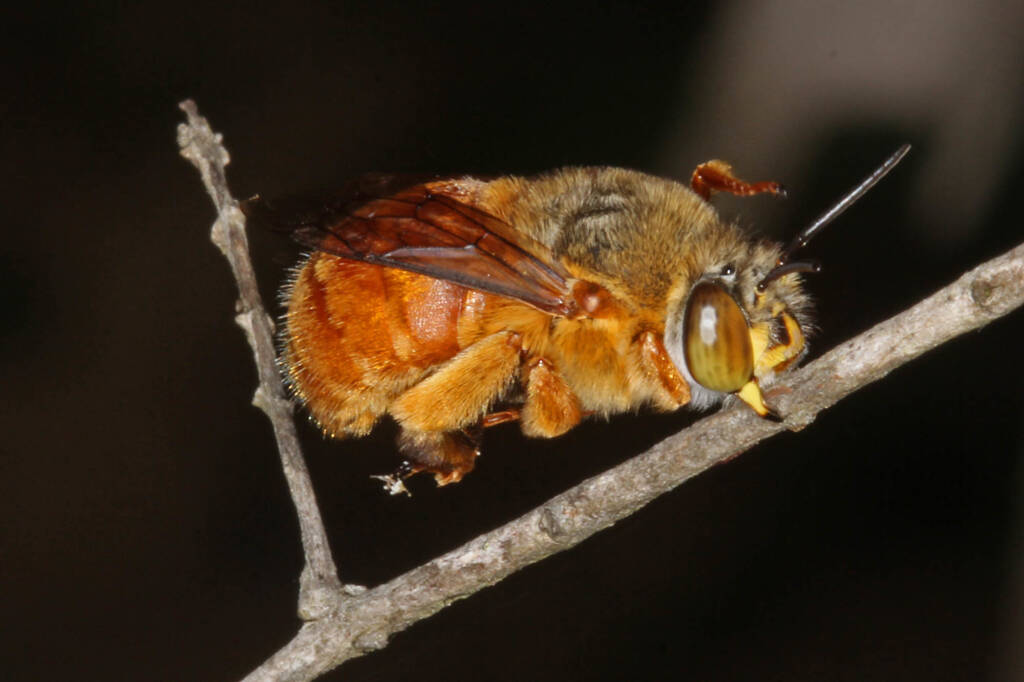 Amegilla (Asaropoda) rhodoscymna (Red Singer) roosting, Ballandean QLD © Marc Newman