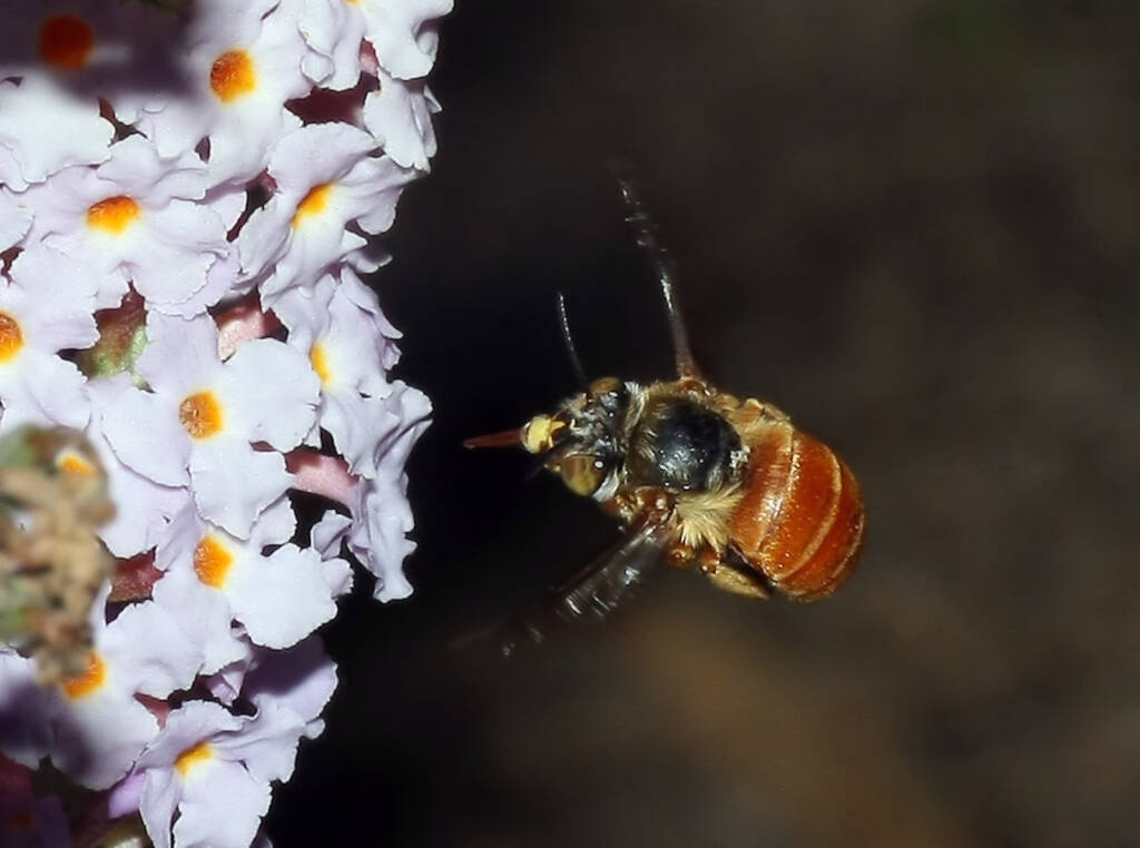 Amegilla (Asaropoda) rhodoscymna (Red Singer) on Buddleja, Ballandean QLD © Marc Newman