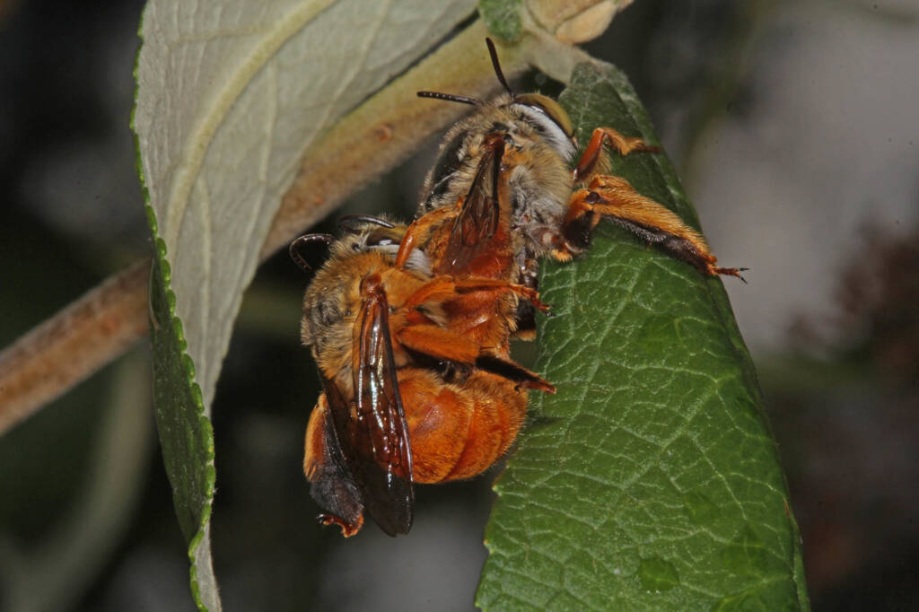 Amegilla (Asaropoda) rhodoscymna (Red Singer) mating on Buddleja, Ballandean QLD © Marc Newman