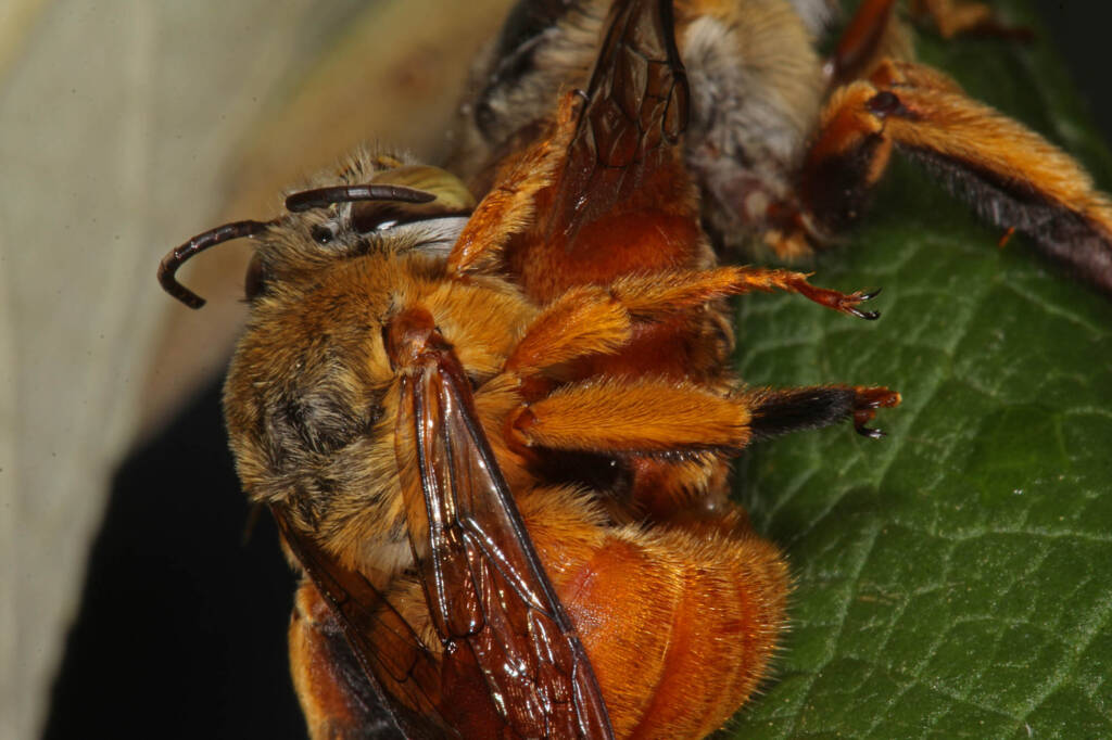 Amegilla (Asaropoda) rhodoscymna (Red Singer) mating on Buddleja, Ballandean QLD © Marc Newman