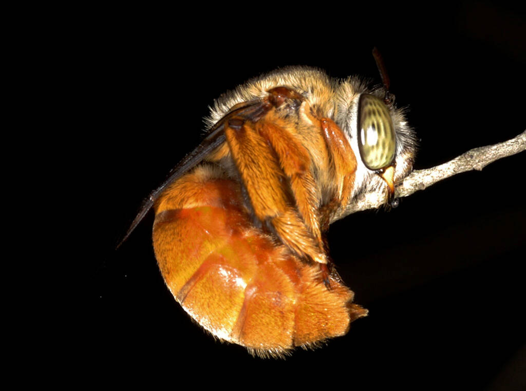 Amegilla (Asaropoda) rhodoscymna (Red Singer) roosting, Ballandean QLD © Marc Newman