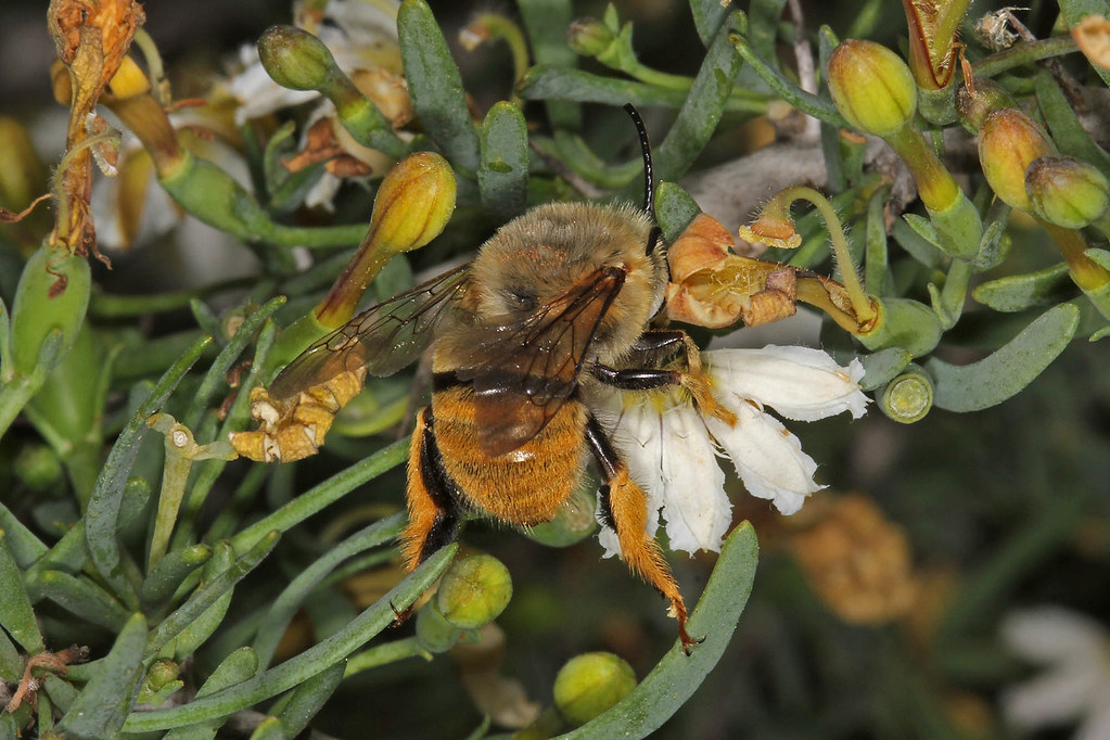 Amegilla (Asaropoda) scymna at Ballinyoo Bridge WA © Marc Newman