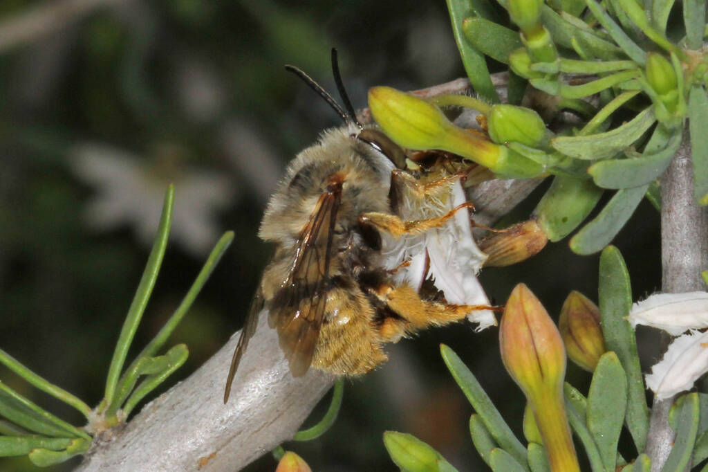 Amegilla (Asaropoda) scymna at Ballinyoo Bridge WA © Marc Newman