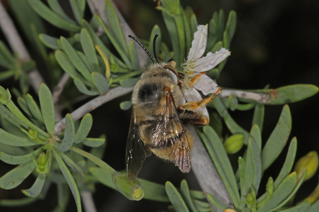 Amegilla (Asaropoda) scymna at Ballinyoo Bridge WA © Marc Newman