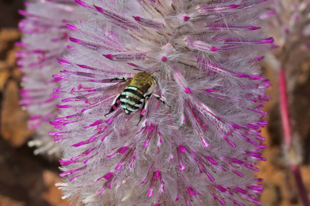 Amegilla (Notomegilla) chlorocyanea on Mulla Mulla at Kennedy Range WA © Marc Newman