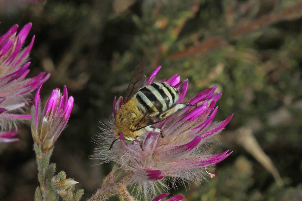 Amegilla (Notomegilla) chlorocyanea on Mulla Mulla at Kennedy Range WA © Marc Newman