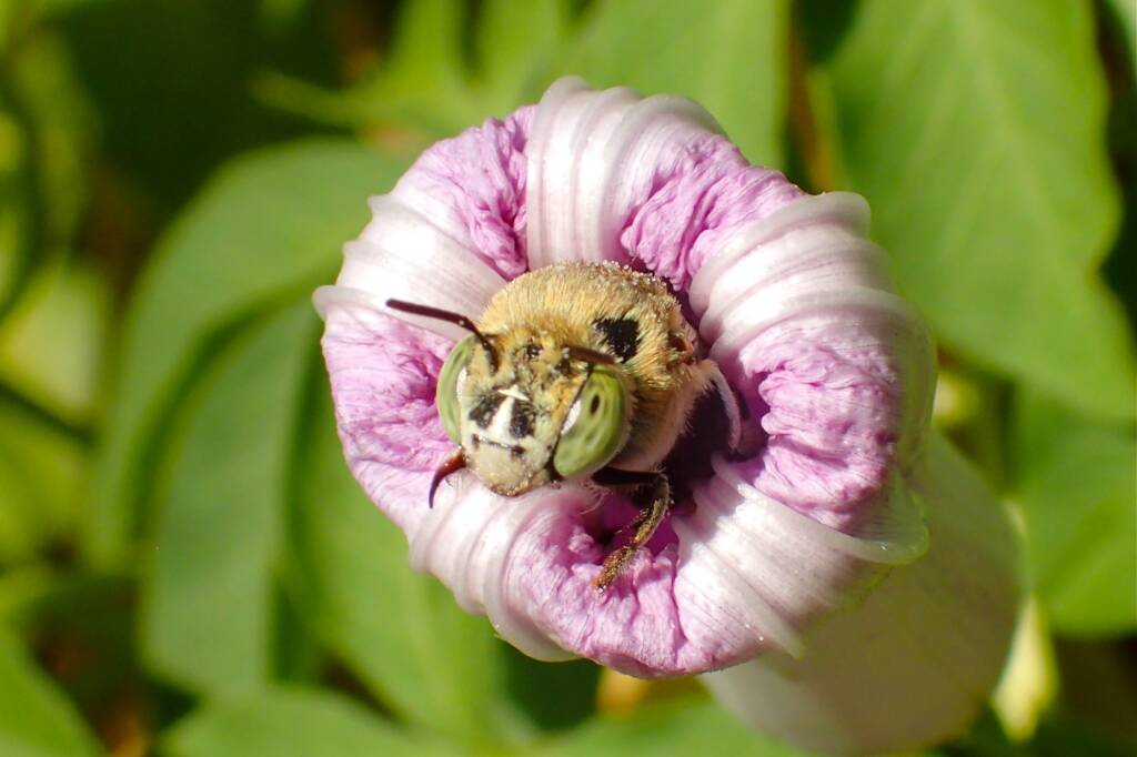 Amegilla emerging from the flower of the Morning Glory © Gary Taylor