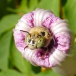 Amegilla emerging from the flower of the Morning Glory © Gary Taylor