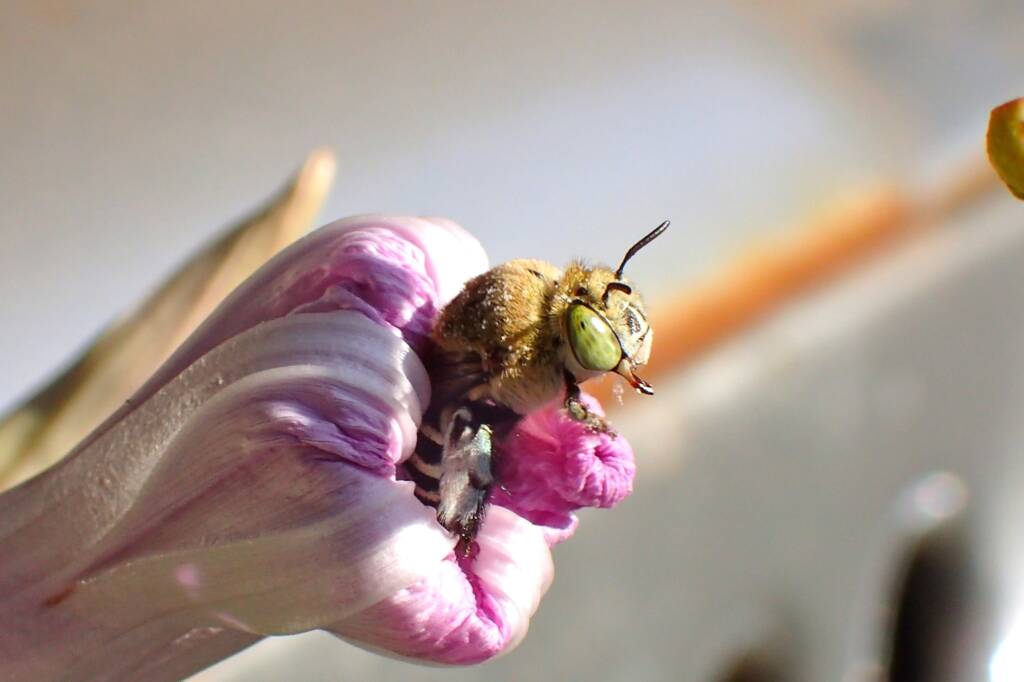 Amegilla emerging from the flower of the Morning Glory © Gary Taylor