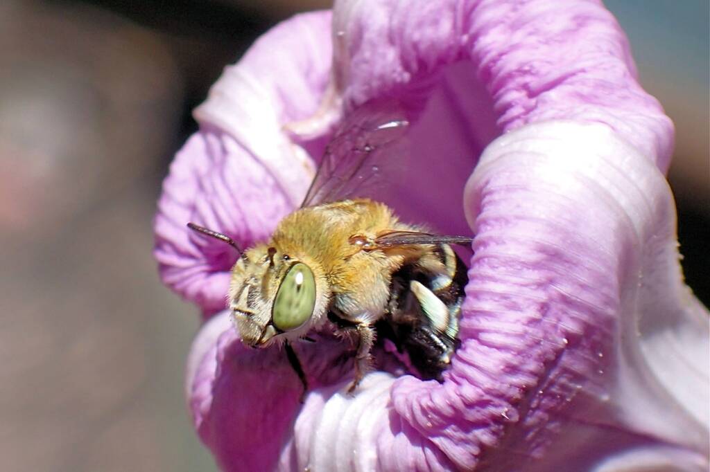 Amegilla emerging from the flower of the Morning Glory © Gary Taylor