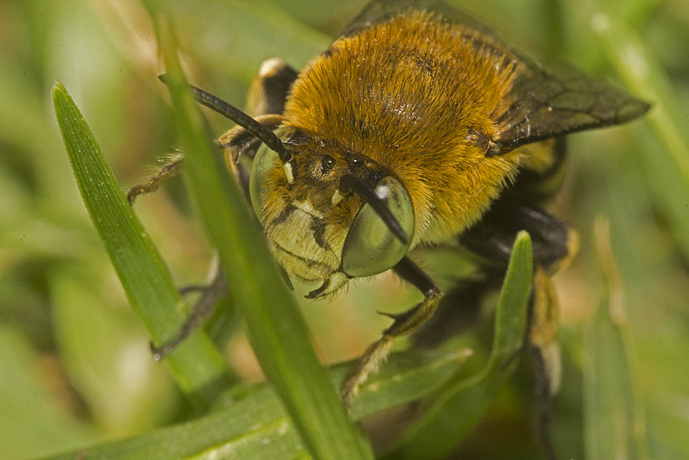 Amegilla (Zonamegilla) adelaidae male, Ballandean QLD © Marc Newman