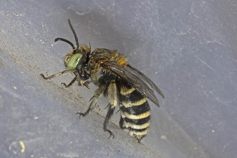 Amegilla (Zonamegilla) adelaidae female, Ballandean QLD © Marc Newman