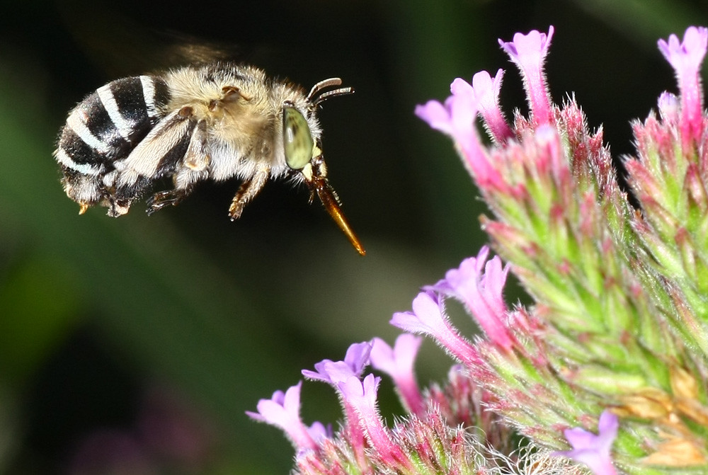 Amegilla (Zonamegilla) asserta on Purple Top Verbena, Ballandean QLD © Marc Newman