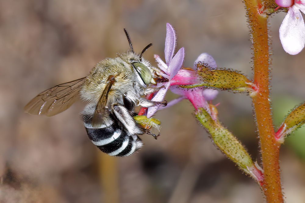 Amegilla (Zonamegilla) asserta on trigger plant