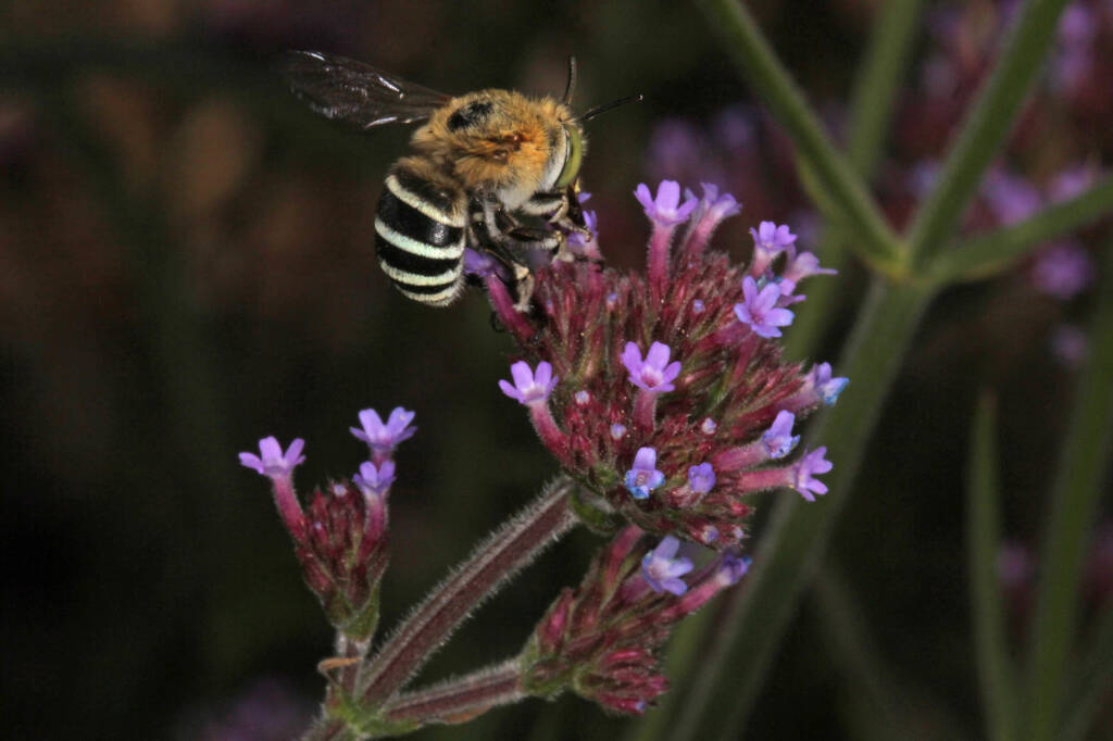 Amegilla (Zonamegilla) asserta male (Blue banded Bee) on Purple Top Verbena