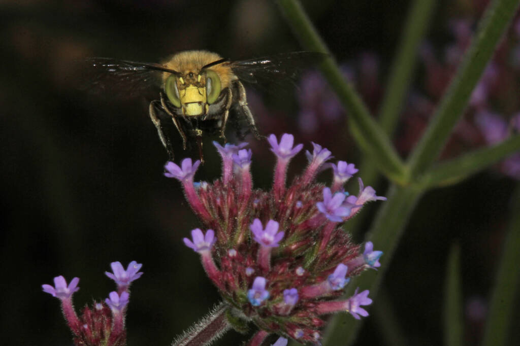 Amegilla (Zonamegilla) asserta male (Blue banded Bee) on Purple Top Verbena