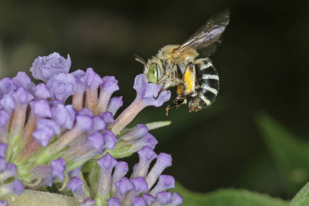 Amegilla (Zonamegilla) asserta on a butterfly bush, Buddleja, Ballandean QLD