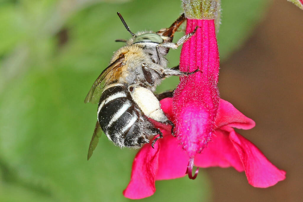 Amegilla (Zonamegilla) asserta female on Salvia, Ballandean QLD