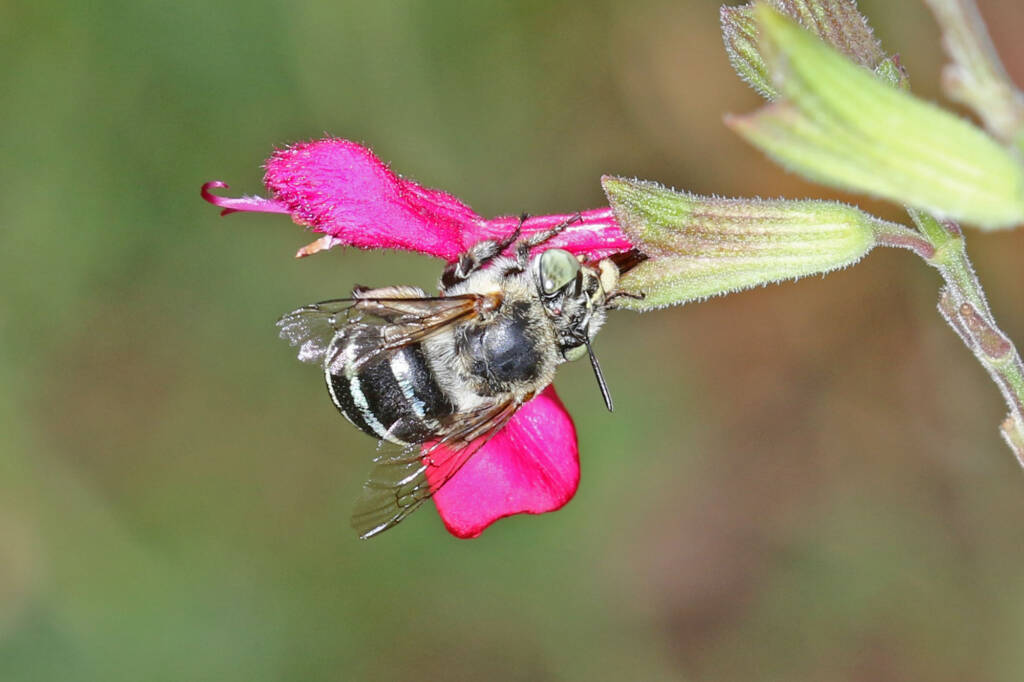 Amegilla (Zonamegilla) asserta female on Salvia, Ballandean QLD