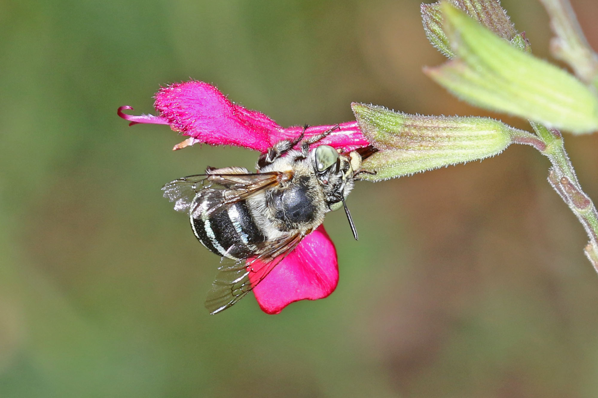 Amegilla (Zonamegilla) asserta female on Salvia, Ballandean QLD