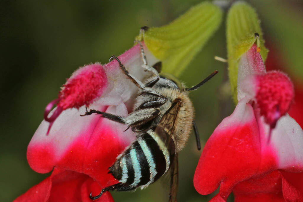 Amegilla (Zonamegilla) asserta on Salvia, Ballandean QLD